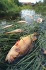 dead fish