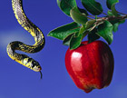 Snake and apple